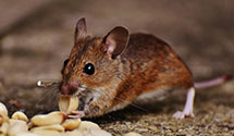 24 Hour & Emergency Exterminators in Cedar Bluff, IA